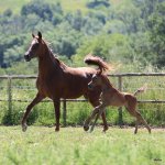 TB Hejaziya Straight Egyptian Mare