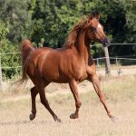 TB Hejaziya Straight Egyptian Mare