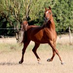 TB Hejaziya Straight Egyptian Mare