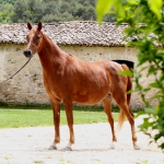 TB Hejaziya Straight Egyptian Mare