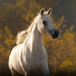 TB Helwa Straight Egyptian Mare