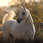 TB Helwa Straight Egyptian Mare