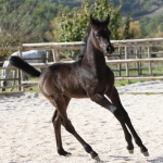 TB Mahbub Straight Egyptian Colt