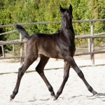 TB Mahbub Straight Egyptian Colt