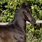 TB Mahbub Straight Egyptian Colt