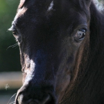 TB Mahbub Straight Egyptian Colt