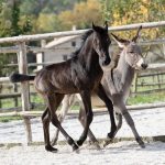 TB Mahbub Straight Egyptian Colt