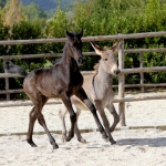 TB Mahbub Straight Egyptian Colt