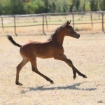 TB Malala Straight Egyptian Filly