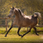 TB Malala Straight Egyptian Filly