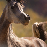 TB Malala Straight Egyptian Filly