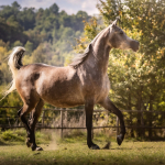 TB Malala Straight Egyptian Filly