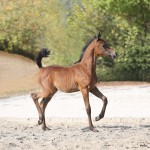 TB Malala Straight Egyptian Filly