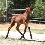 TB Malala Straight Egyptian Filly