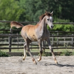 TB Manal Straight Egyptian Filly