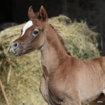 TB Manal Straight Egyptian Filly