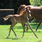 TB Nizar Straight Egyptian Colt