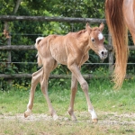 TB Nizar Straight Egyptian Colt