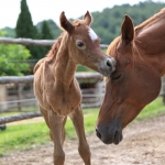 TB Nizar Straight Egyptian Colt