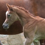 TB Nizar Straight Egyptian Colt