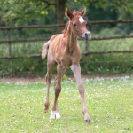 TB Nizar Straight Egyptian Colt