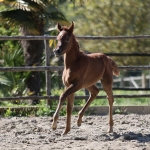 TB Noor Straight Egyptian Filly