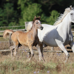 TB Ramses Straight Egyptian colt