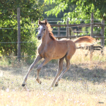 TB Ramses Straight Egyptian colt