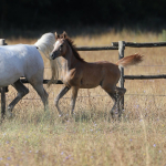 TB Ramses Straight Egyptian colt