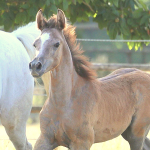 TB Ramses Straight Egyptian colt