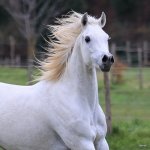 TB Samia straight egyptian filly