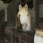 TB Samia straight egyptian filly