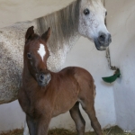 TB Samia straight egyptian filly