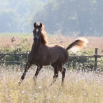 TB Samia straight egyptian filly