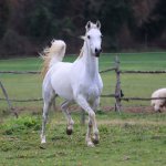TB Samia straight egyptian filly