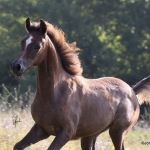 TB Samia straight egyptian filly