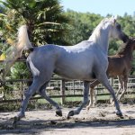 TB Samia straight egyptian mare