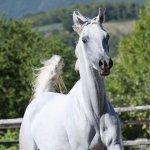 TB Samia straight egyptian mare