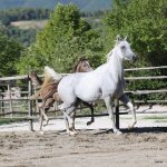TB Samia straight egyptian mare