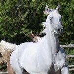 TB Samia straight egyptian mare