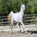 TB Samia straight egyptian mare