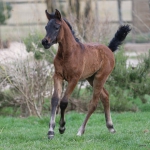 TB Shirin Straight Egyptian Filly