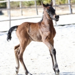 TB Shirin Straight Egyptian Filly