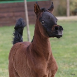 TB Shirin Straight Egyptian Filly