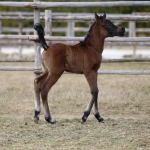 TB Shirin Straight Egyptian Filly