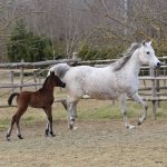 TB Shirin Straight Egyptian Filly