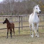 TB Shirin Straight Egyptian Filly