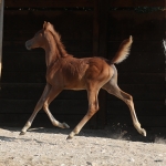 Wild Kendra Egyptian Related Filly