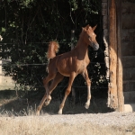 Wild Kendra Egyptian Related Filly