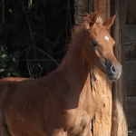 Wild Kendra Egyptian Related Filly